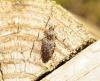 Agrypnus murinus